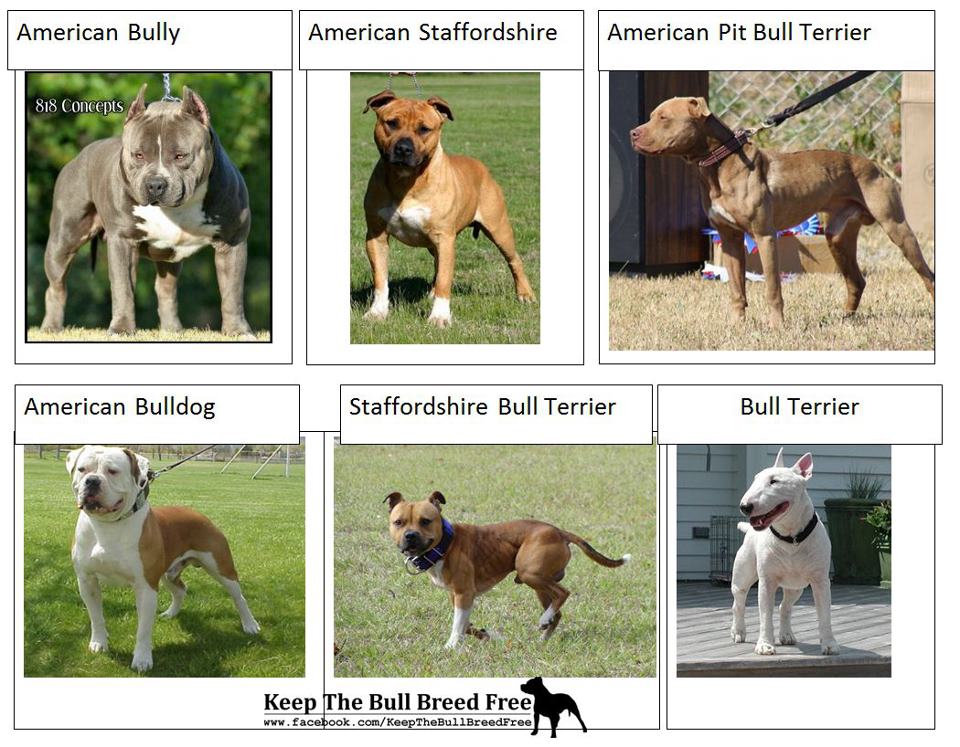 American Bully Breeds Chart